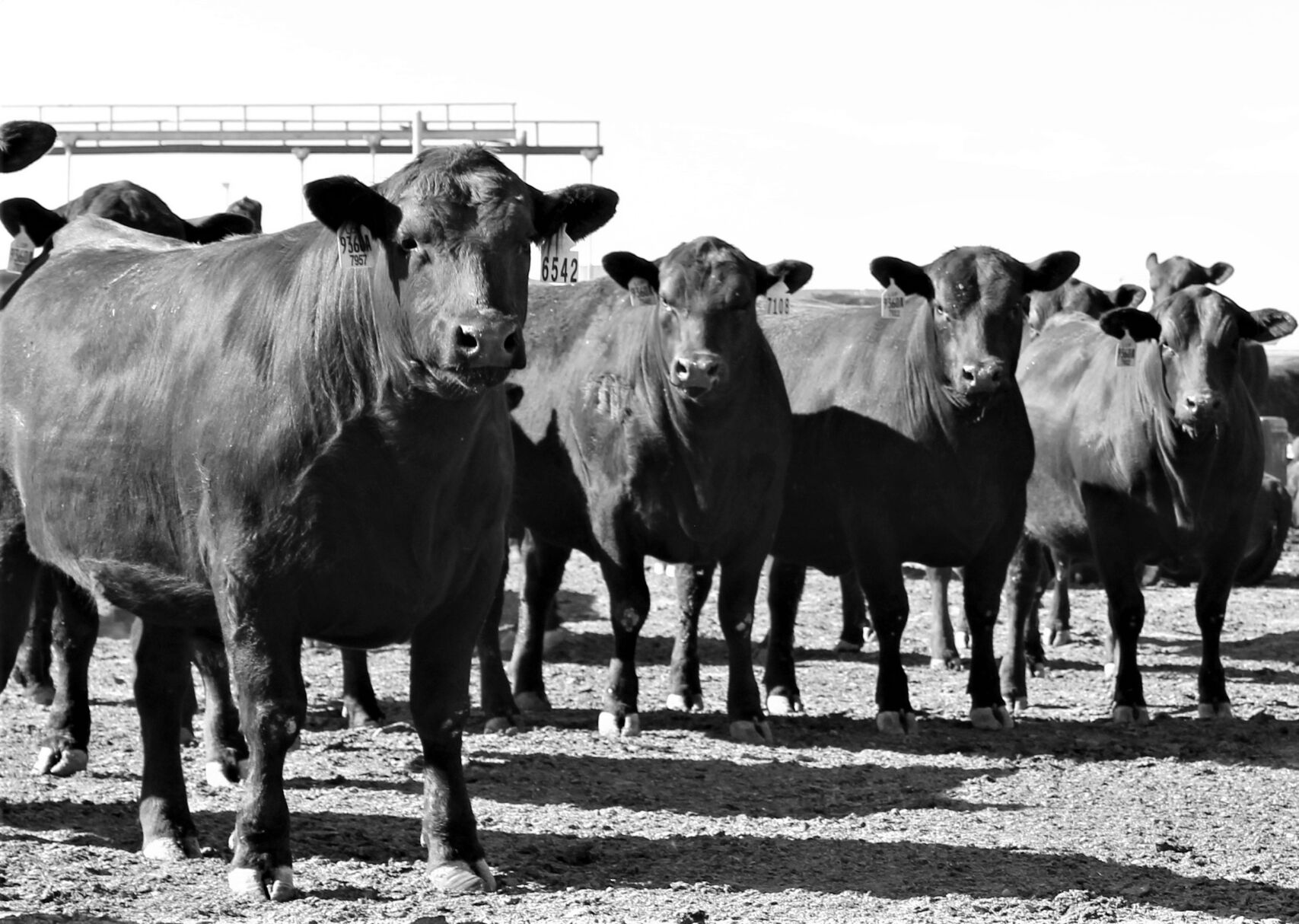 FL Pen of Heifers
